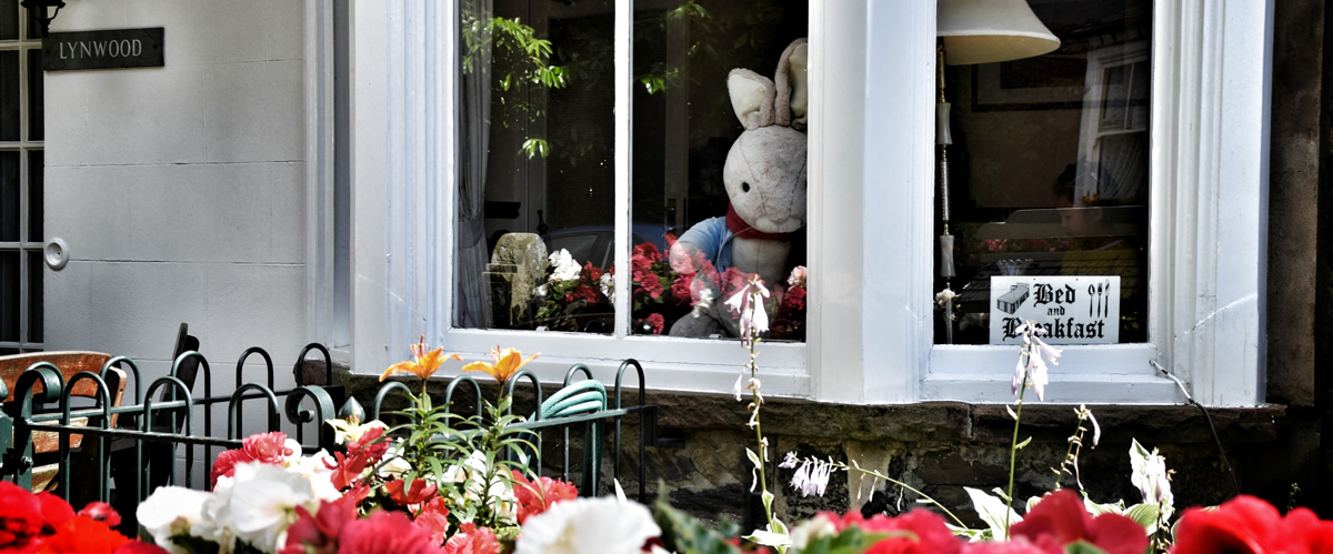 A Peter Rabbit soft toy in the bay window of Lynwood, surrounded by flowers